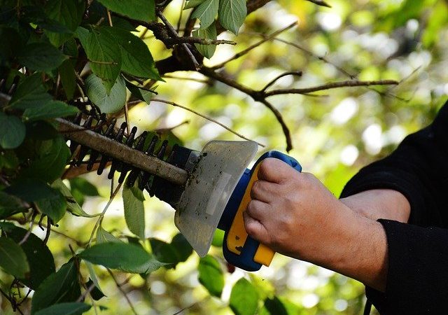 3 éléments indispensables pour réussir la taille d’un arbre