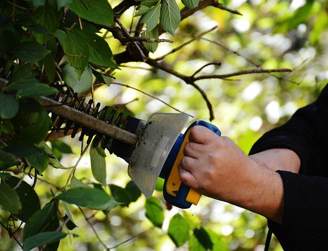3 éléments indispensables pour réussir la taille d’un arbre
